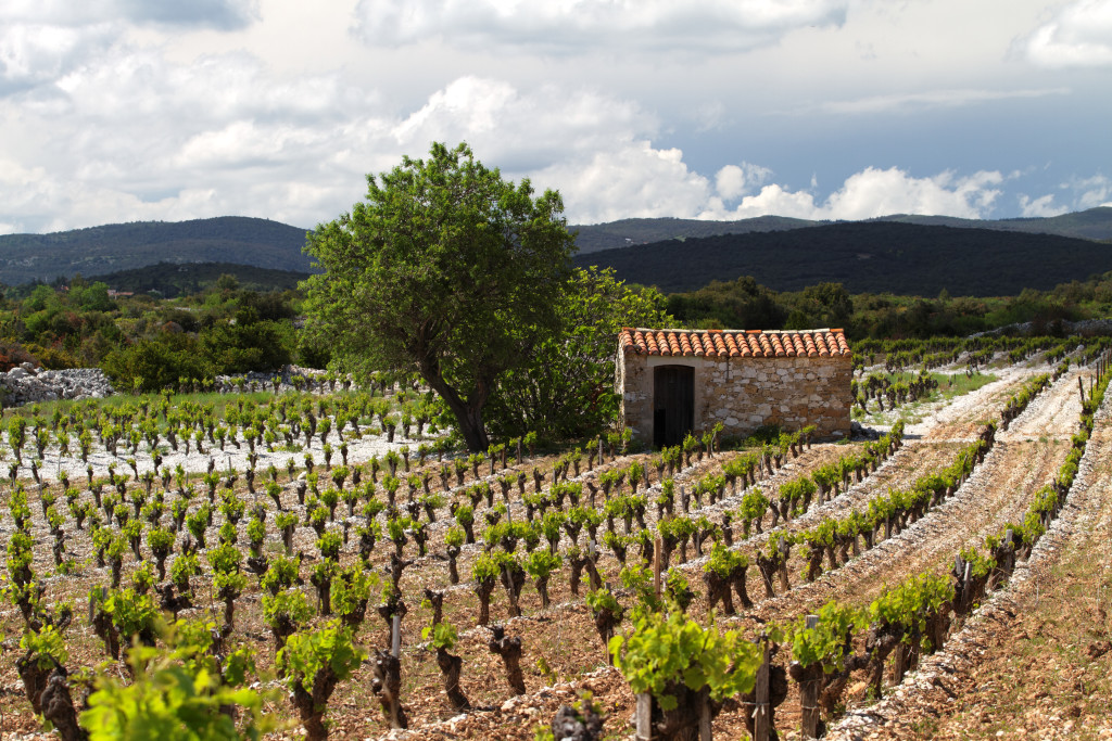 the minervois, languedoc region